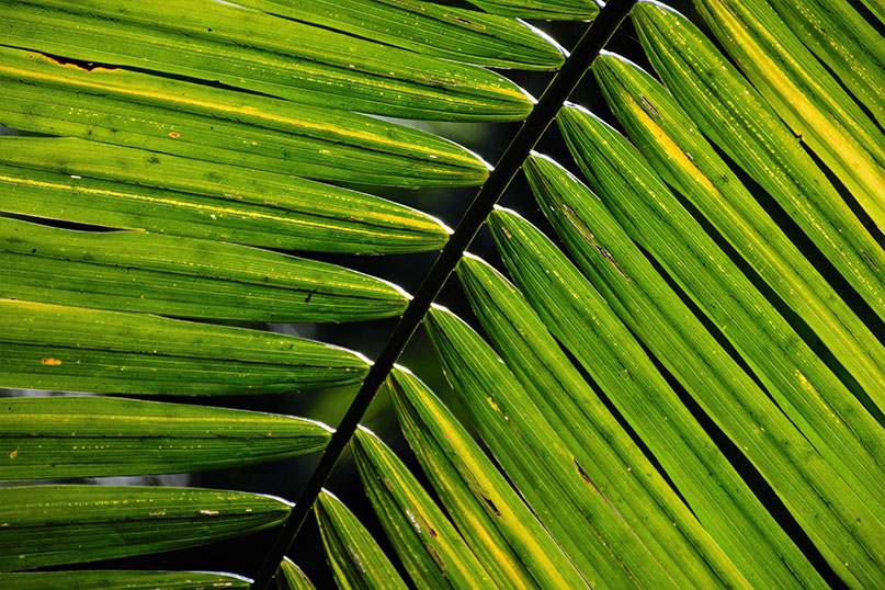 Royal Rainforest on Fraser Island